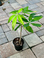 Money Tree (Pachira aquatica)