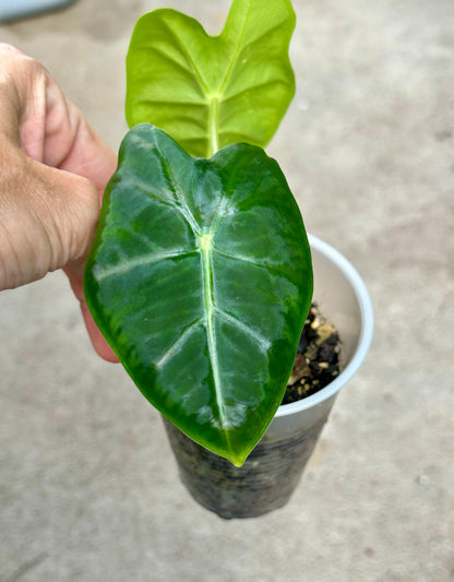 Alocasia Frydek pup