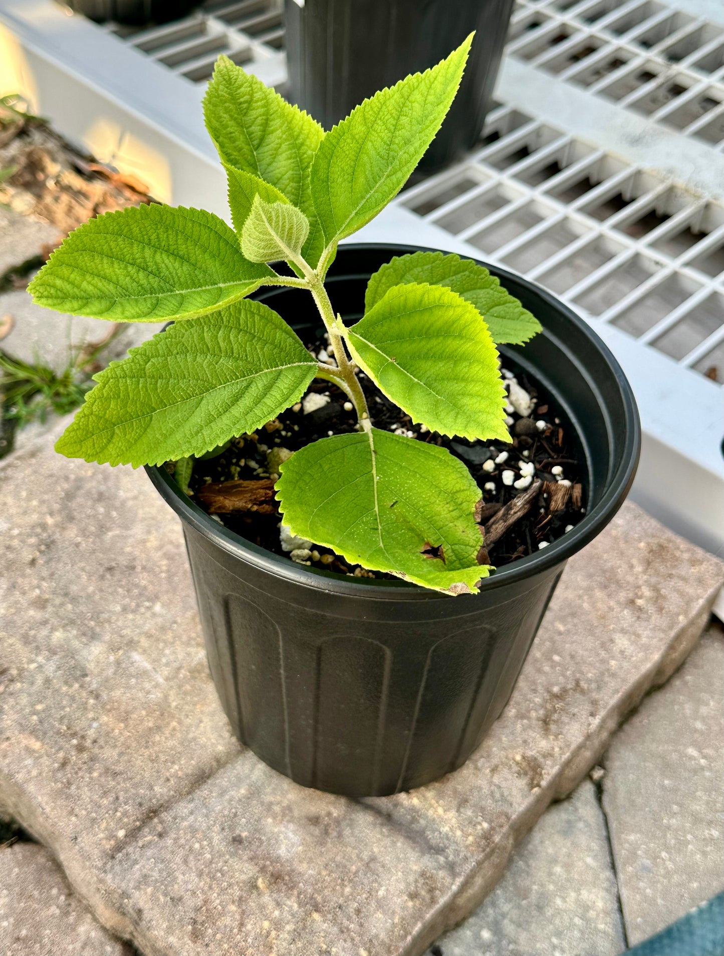 Beauty Berry bush