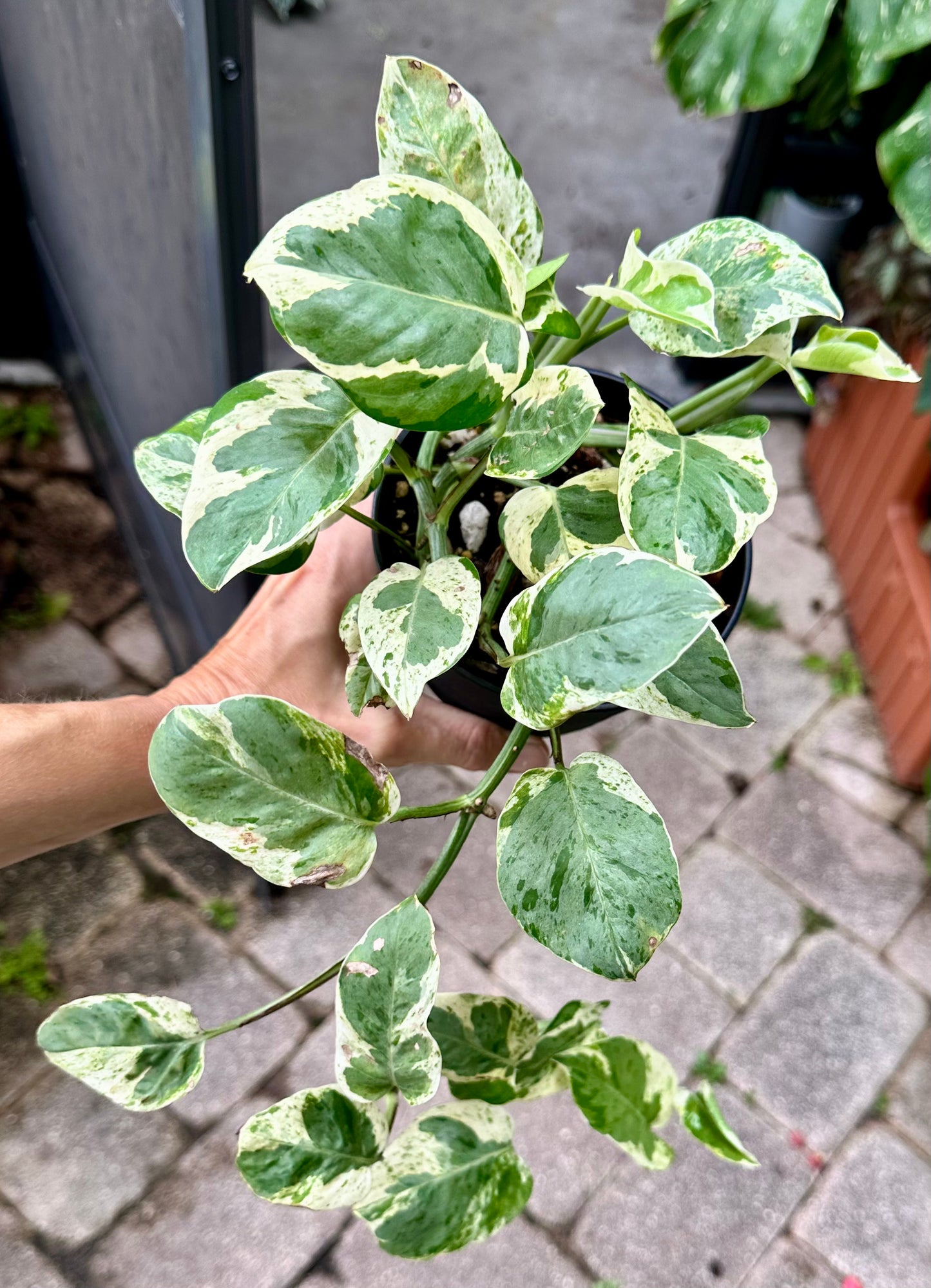 Pearls and Jade Pothos