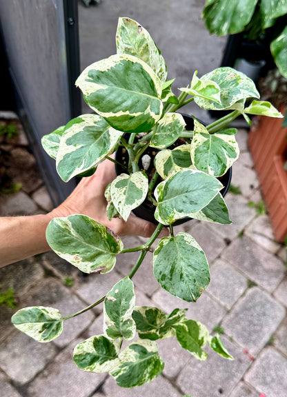 Pearls and Jade Pothos