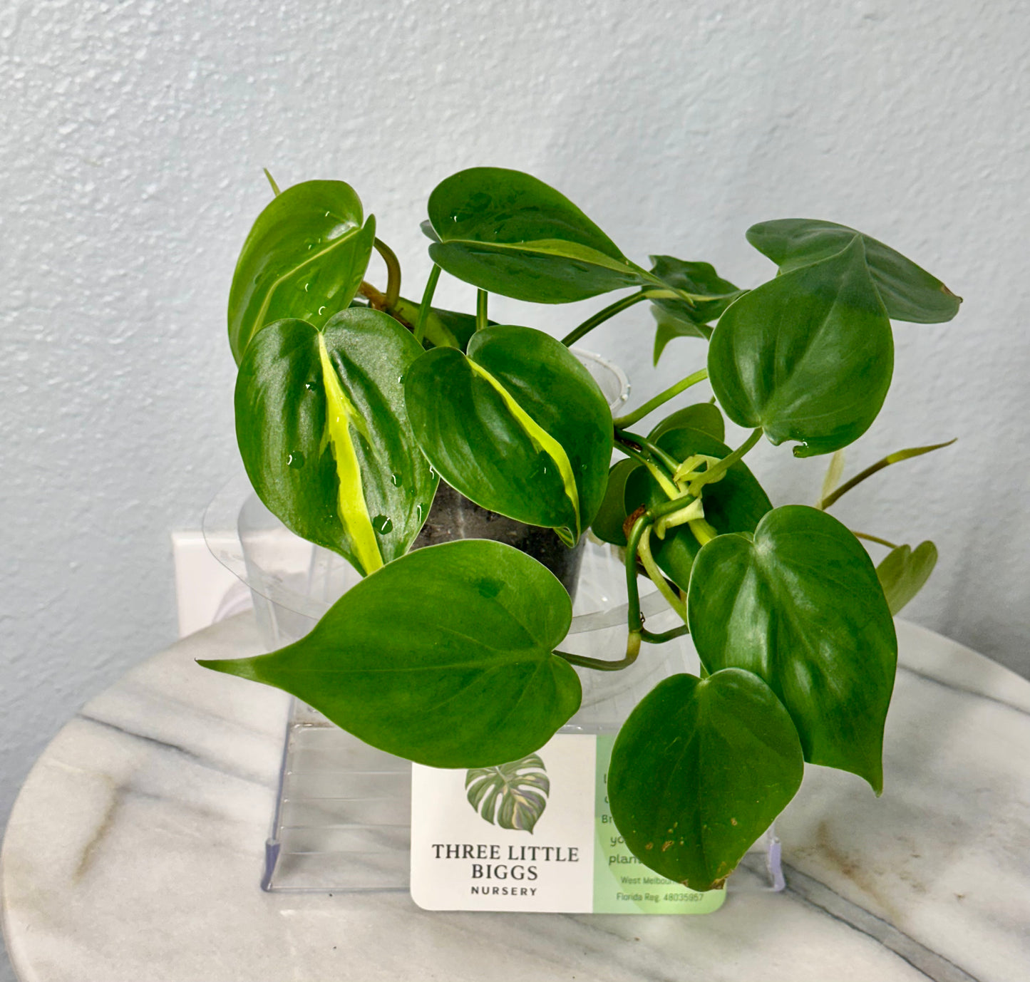 Brasil Philodendron