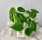 Brasil Philodendron