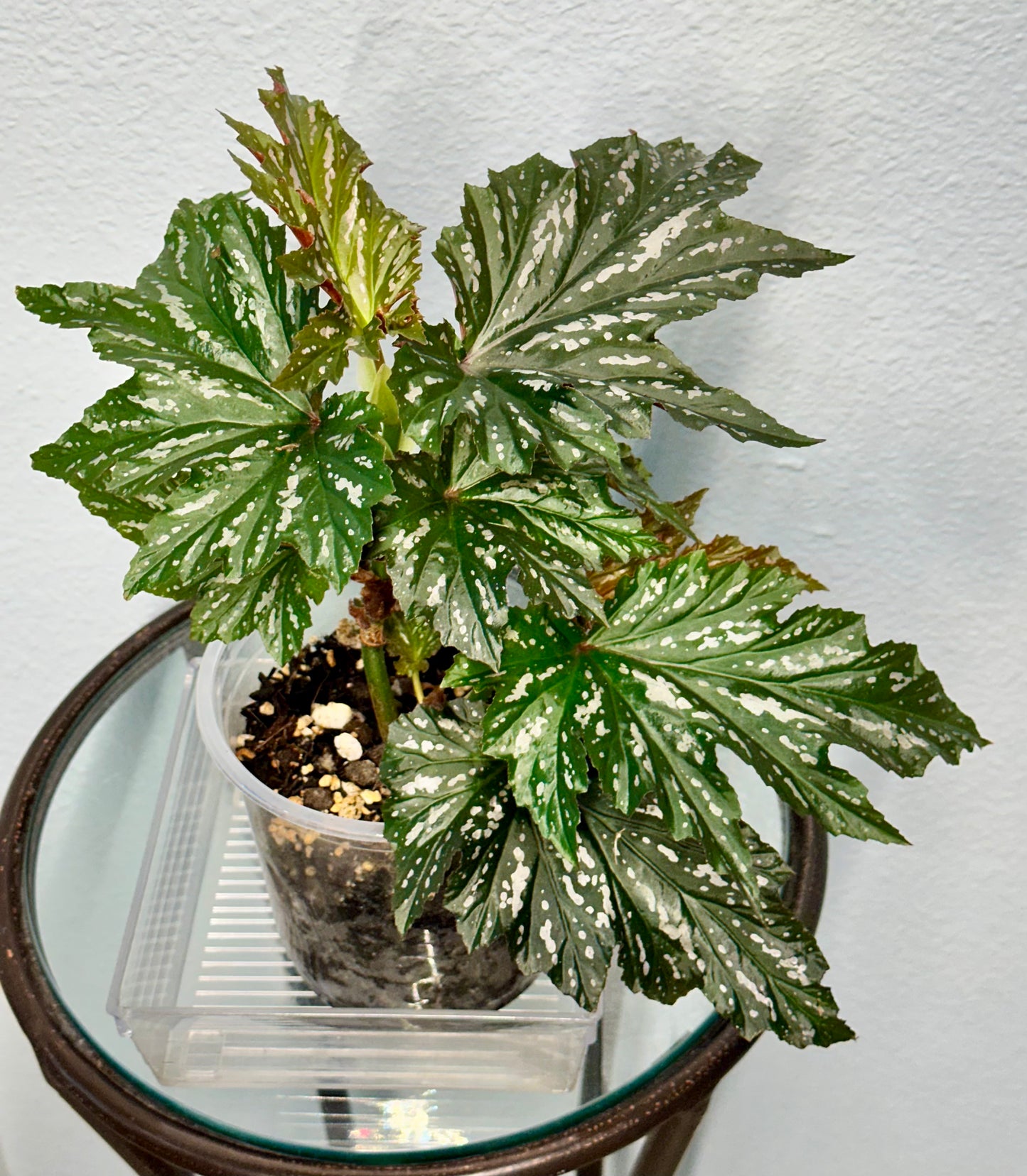 Lady Vanderwilt Begonia 5”