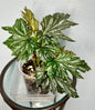 Lady Vanderwilt Begonia 5”
