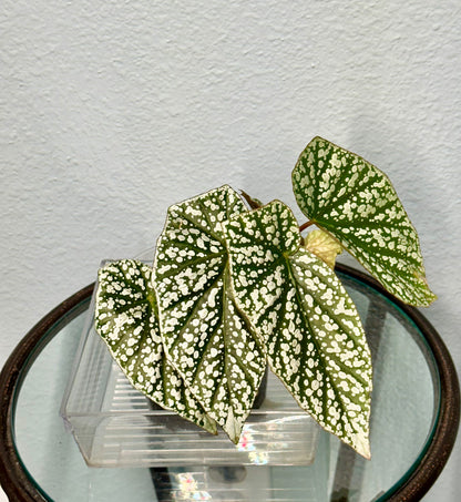 Begonia Snow Capped 4”