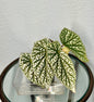 Begonia Snow Capped 4”