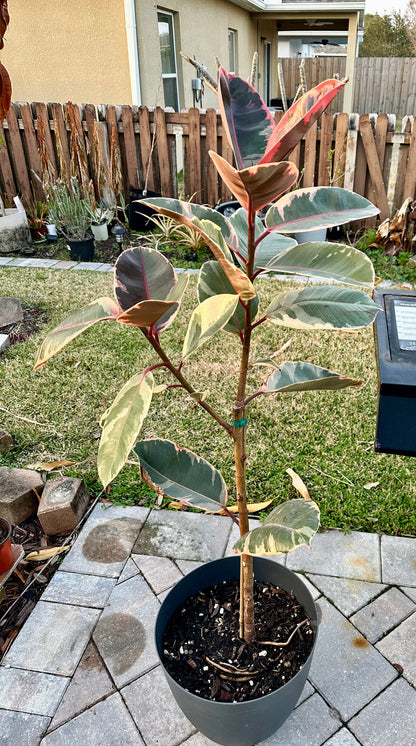 Ficus Elastica “Ruby”