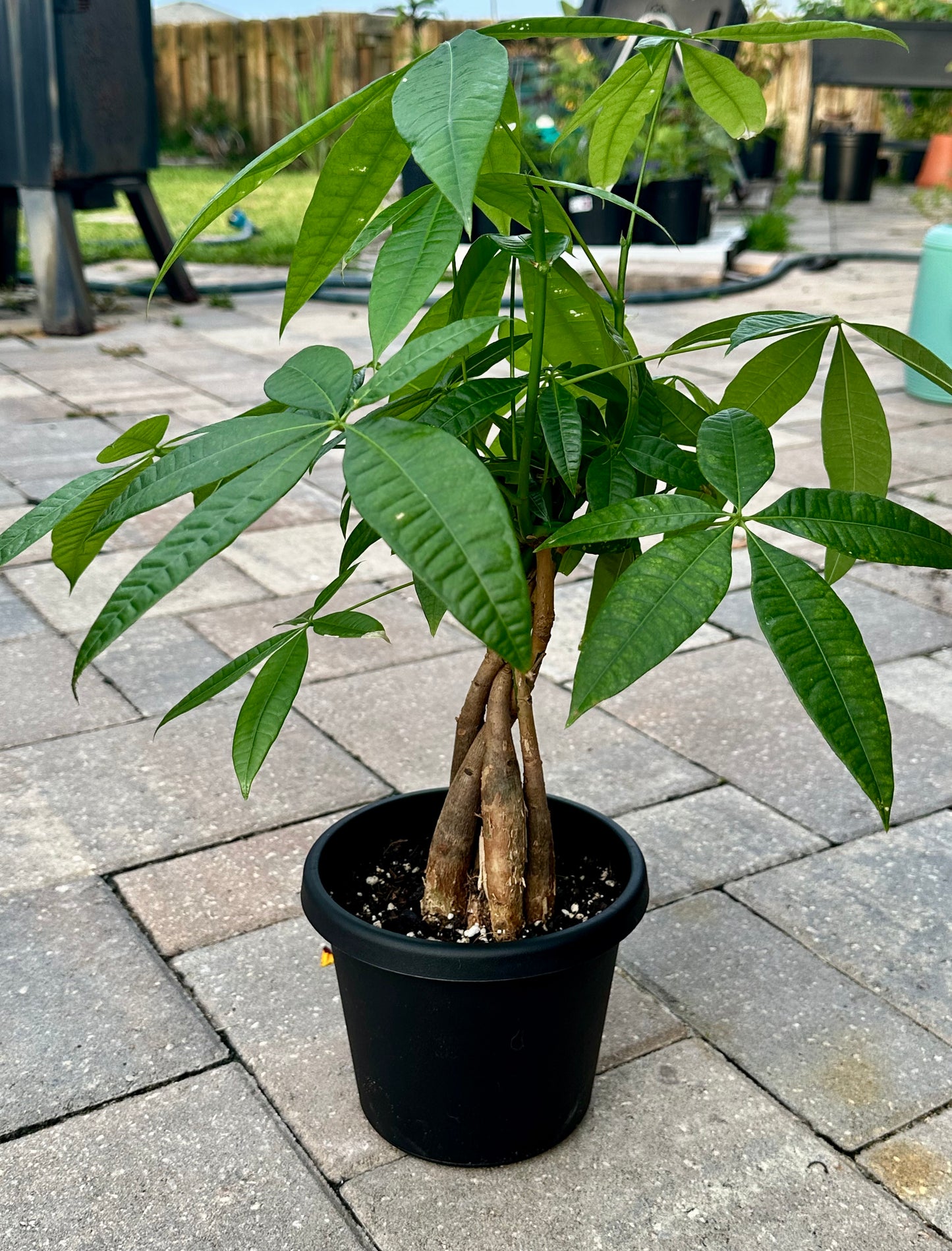Money Tree (Pachira aquatica)