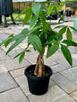 Money Tree (Pachira aquatica)