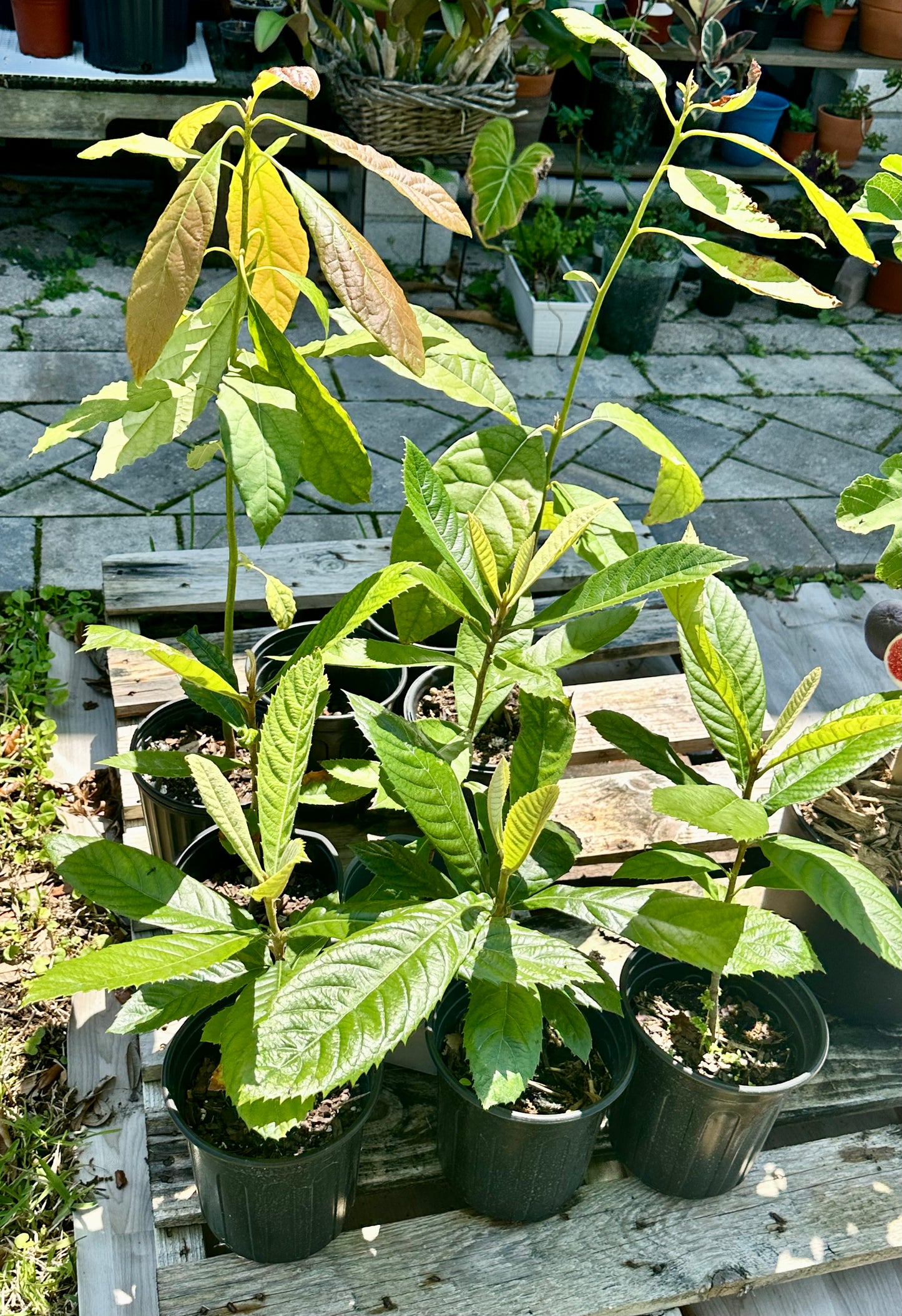 Loquat Tree