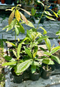 Loquat Tree