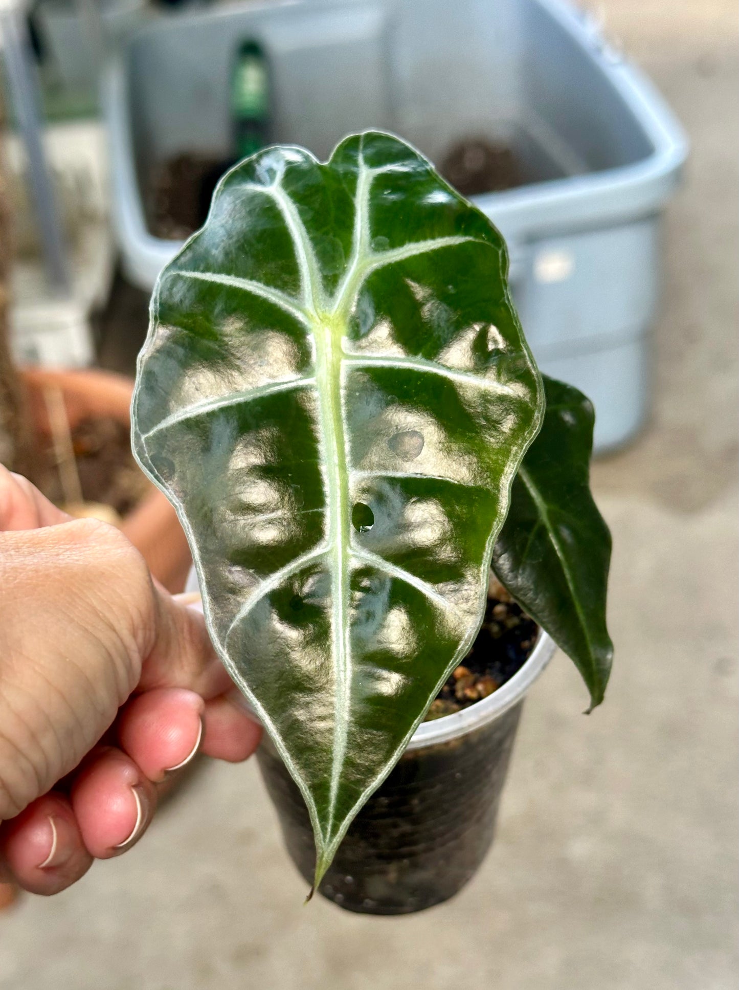 Alocasia Polly pup