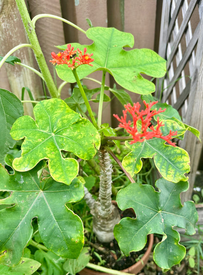Jatropha Podagrica “Buddha Belly”