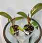 Florida Bronze Philodendron