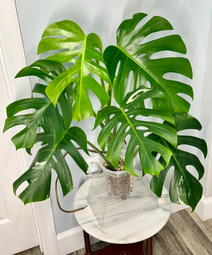 Monstera Borsigiana Albo- Double Mutated