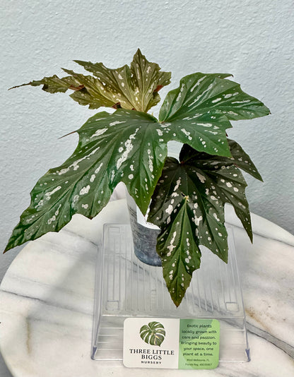Begonia Lady Vanderwilt