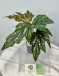 Begonia Lady Vanderwilt