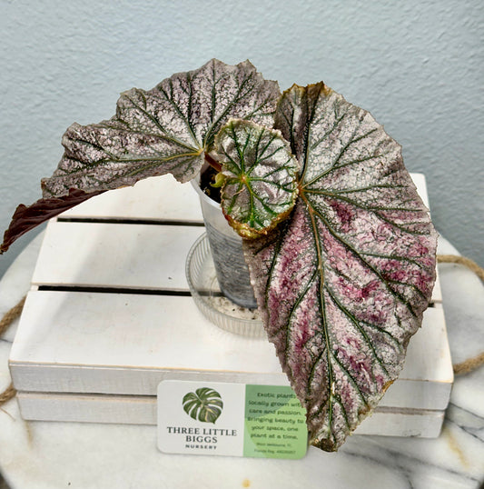 Begonia Maurice Amey