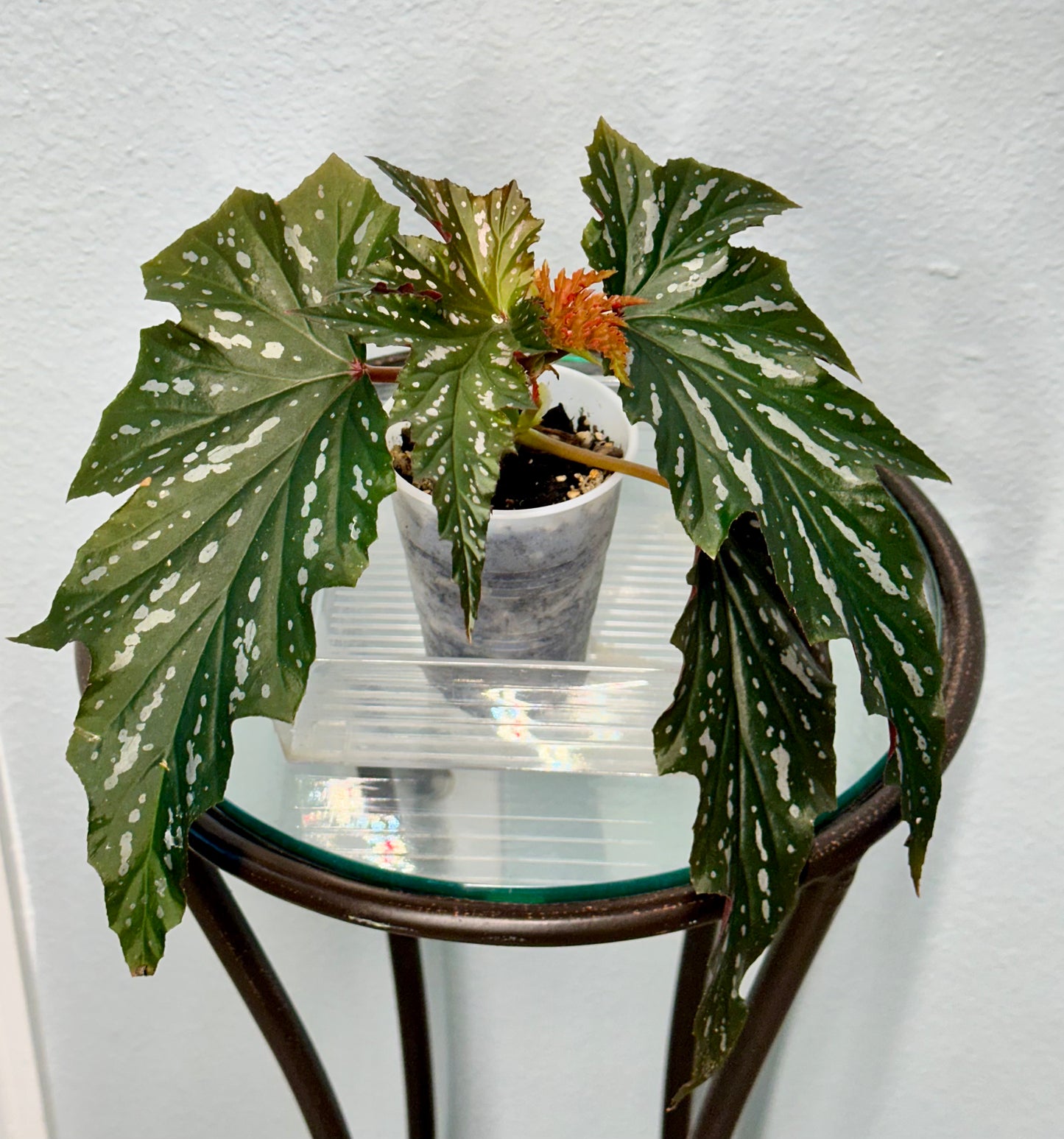 Lady Vanderwilt Begonia 3”