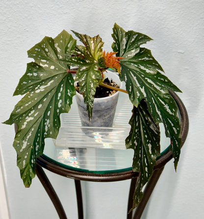 Lady Vanderwilt Begonia 3”