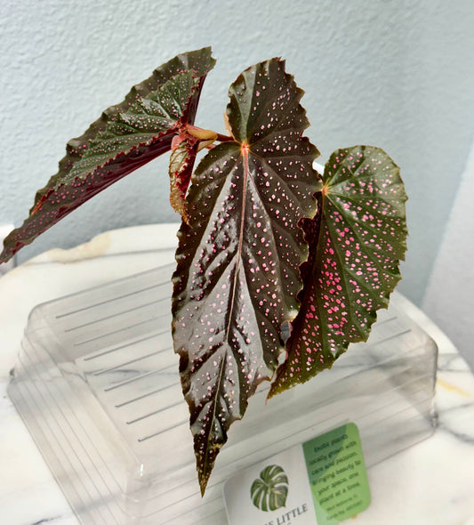 Begonia Benigo