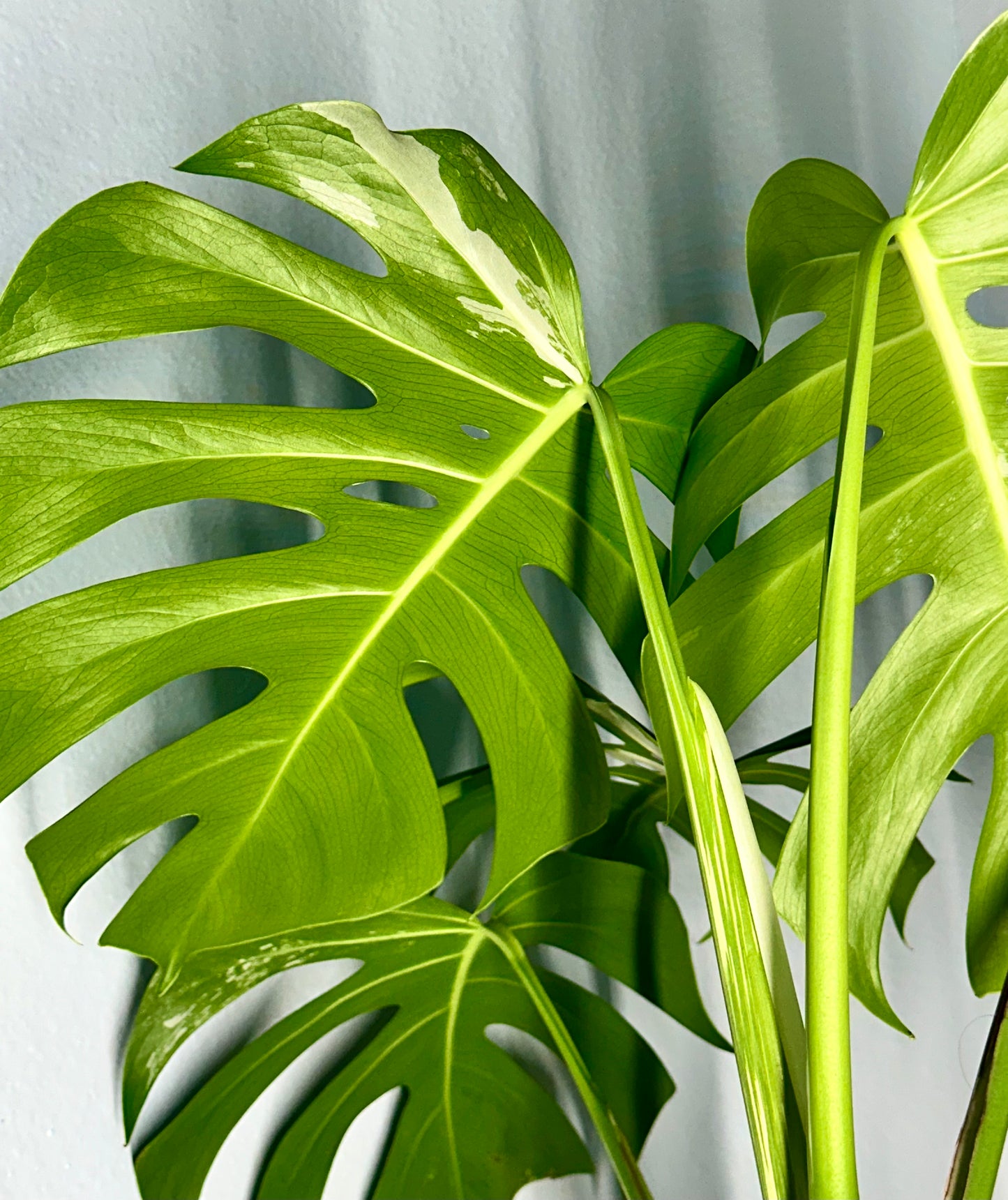 Monstera Borsigiana Albo- Double Mutated