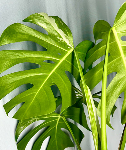 Monstera Borsigiana Albo- Double Mutated