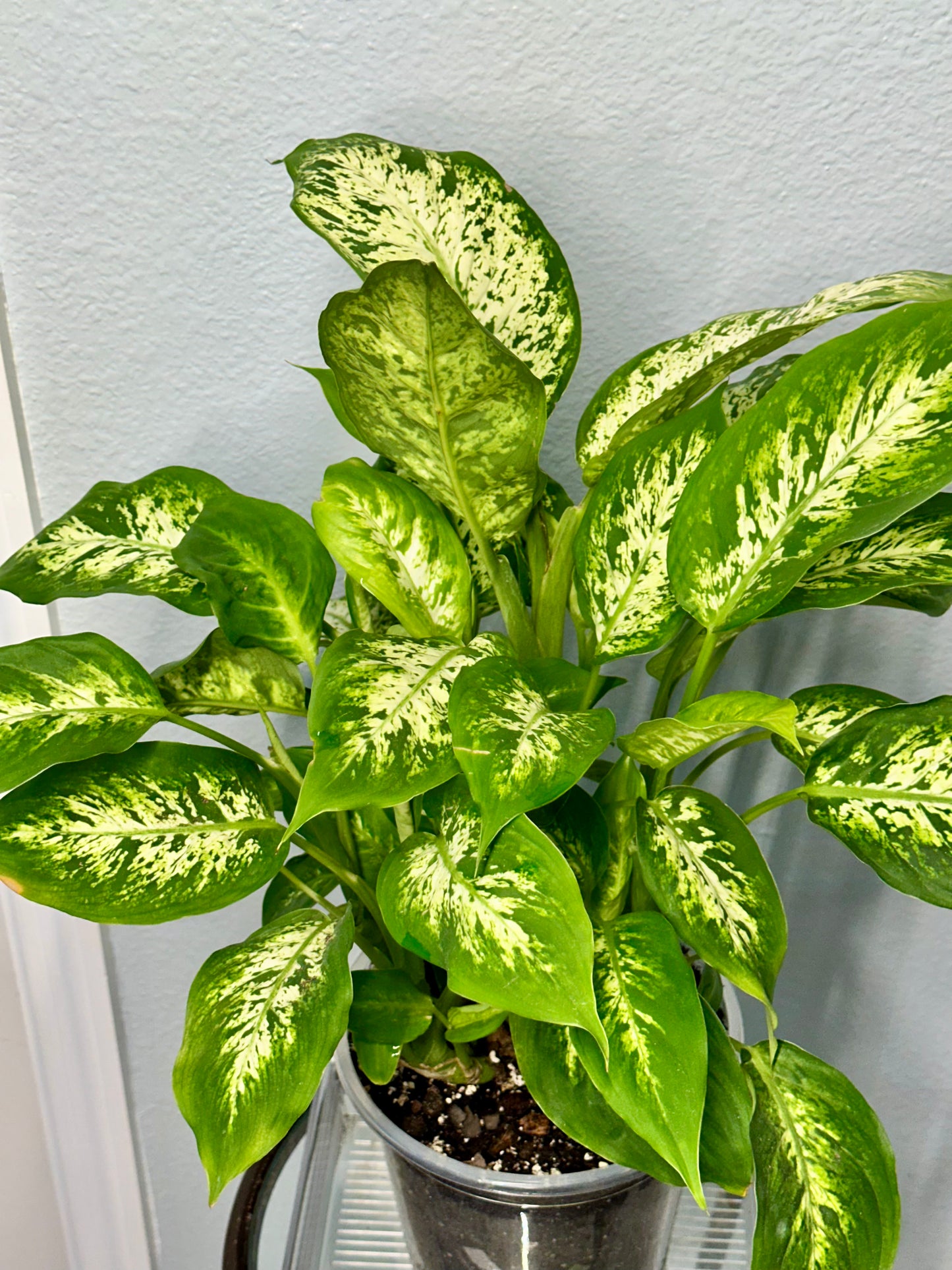 “Tropic Snow” Dieffenbachia