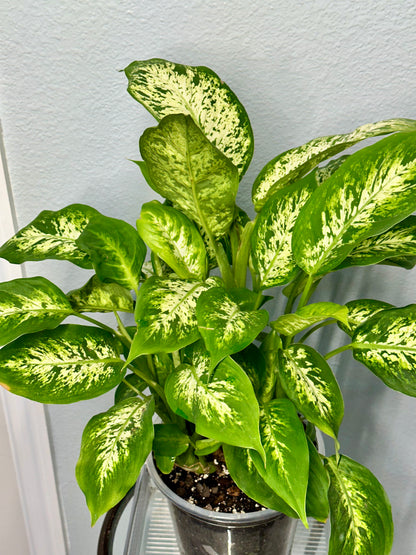 “Tropic Snow” Dieffenbachia