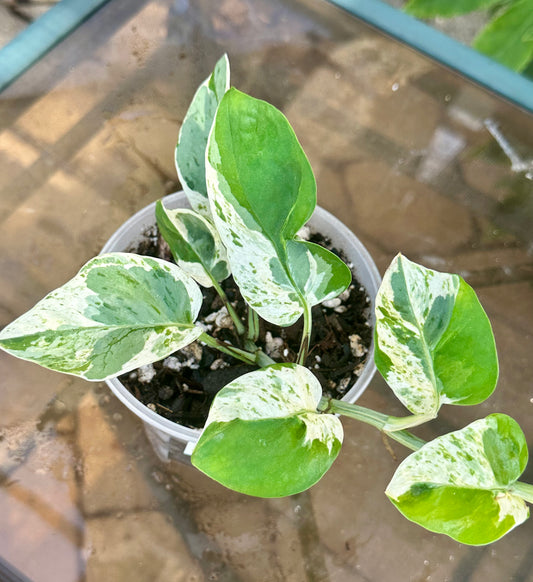 Pearls and Jade Pothos