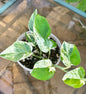 Pearls and Jade Pothos