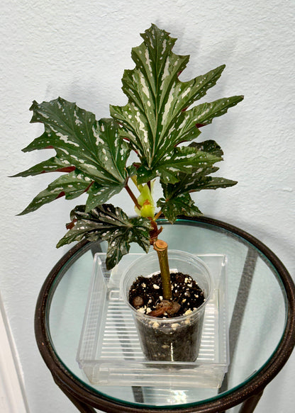 Lady Vanderwilt Begonia 4”