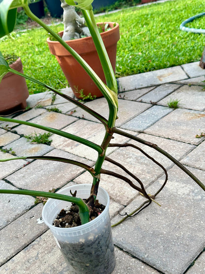 Large Monstera Deliciosa Albo – High Variegation