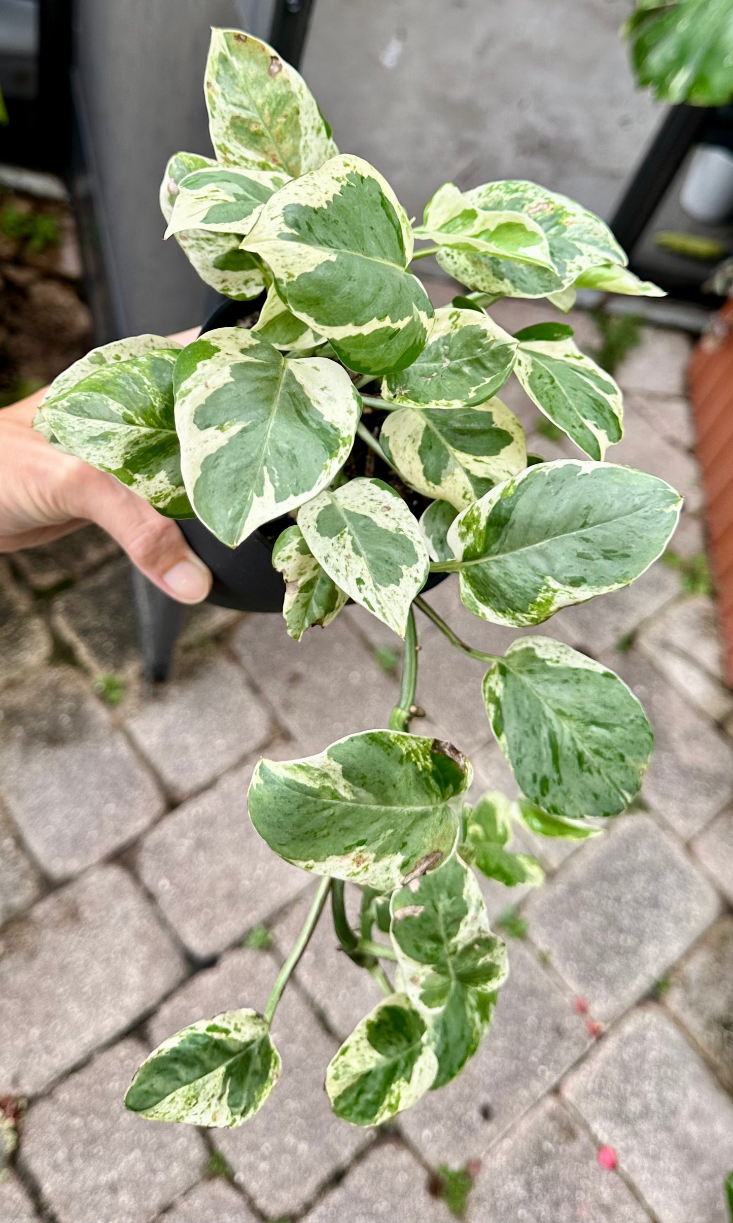 Pearls and Jade Pothos