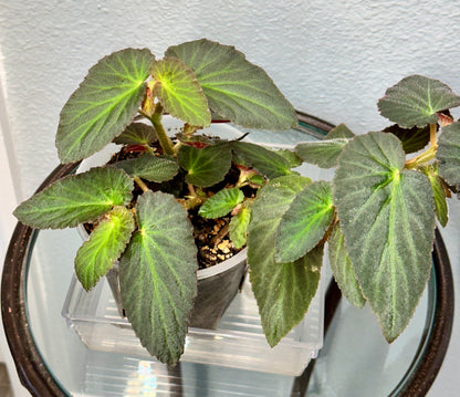 Begonia Withlacoochie