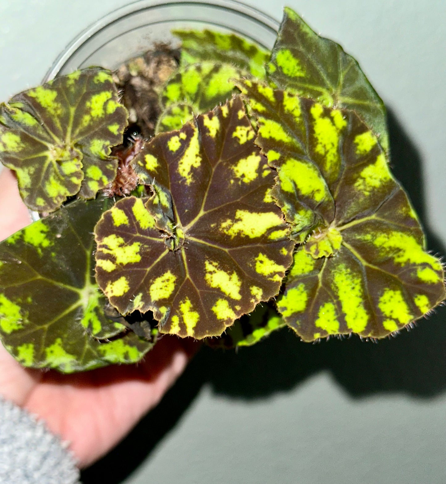 Begonia Bowerae