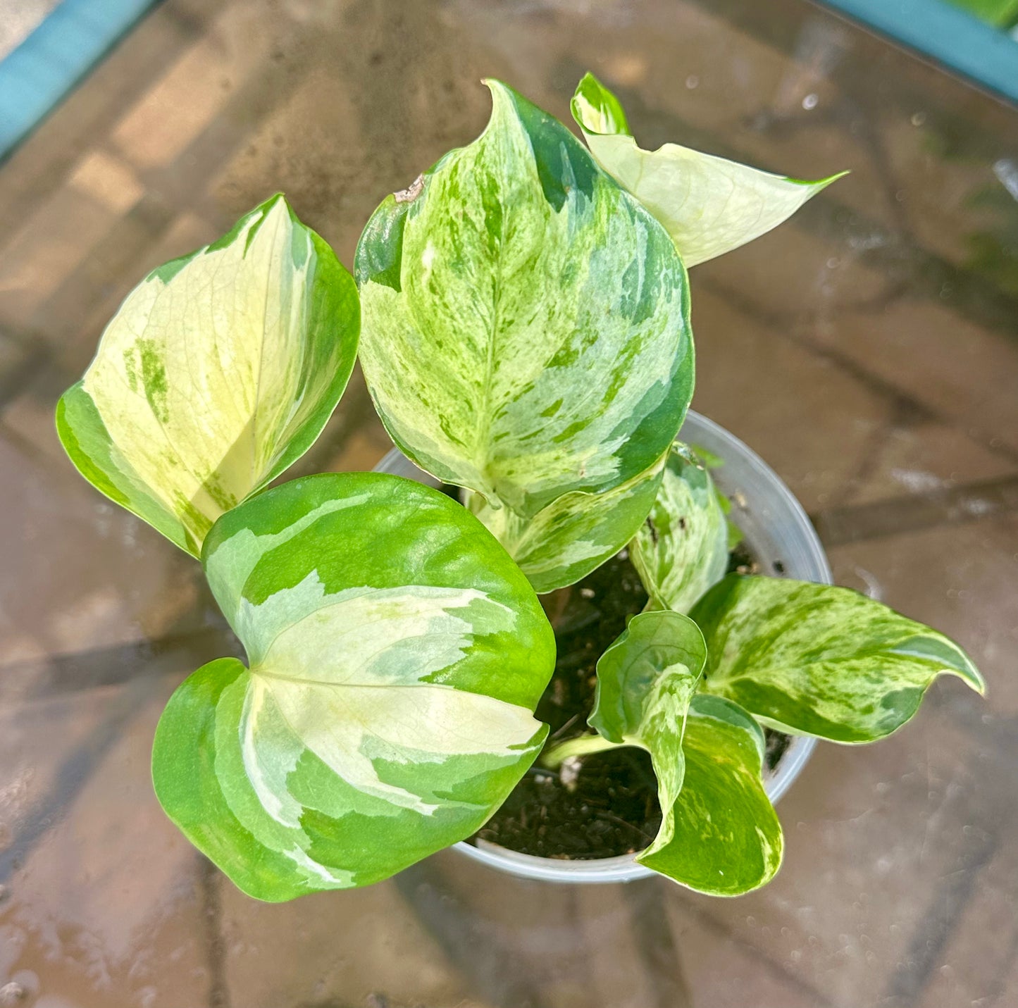 Manjula Pothos (Epipremnum aureum)