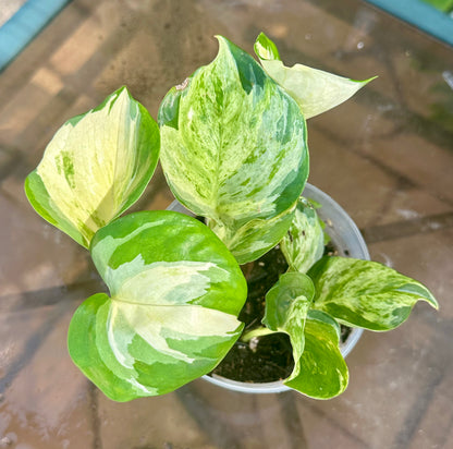 Manjula Pothos (Epipremnum aureum)