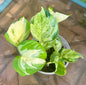 Manjula Pothos (Epipremnum aureum)