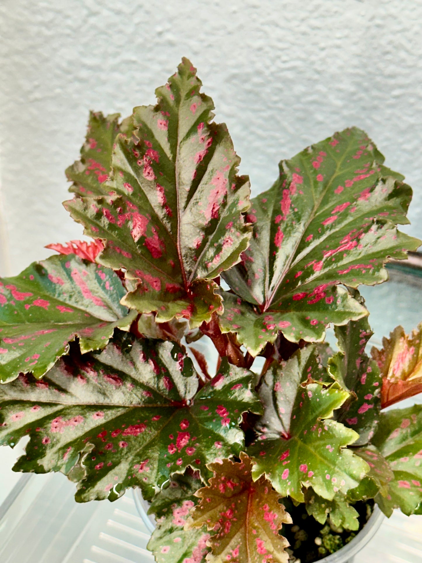 Begonia Serratipetala