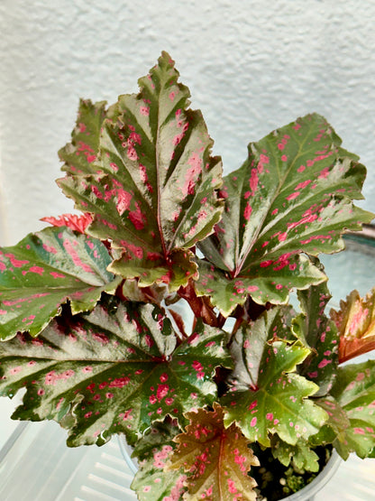 Begonia Serratipetala