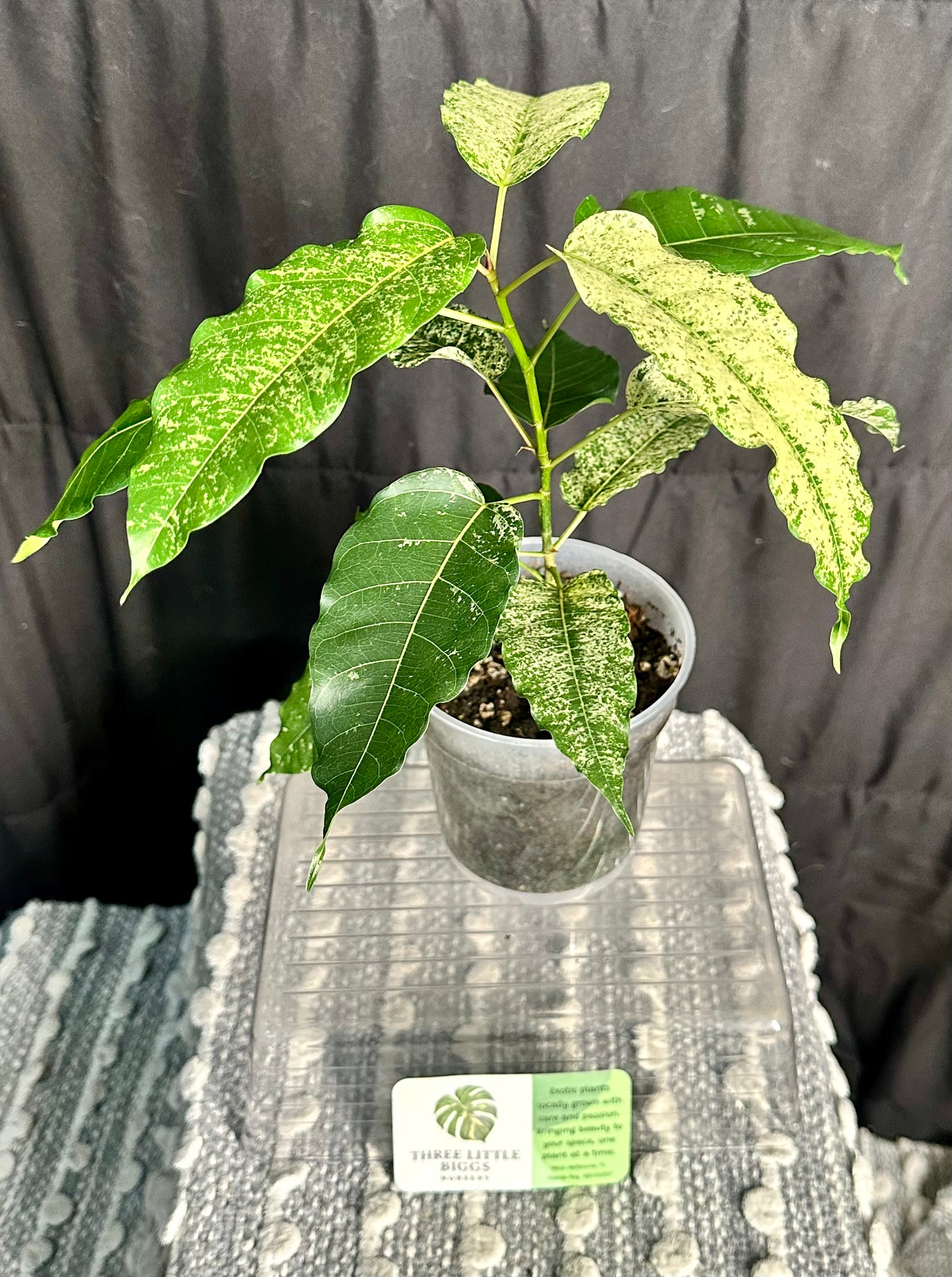 Clown Fig (Ficus aspera)