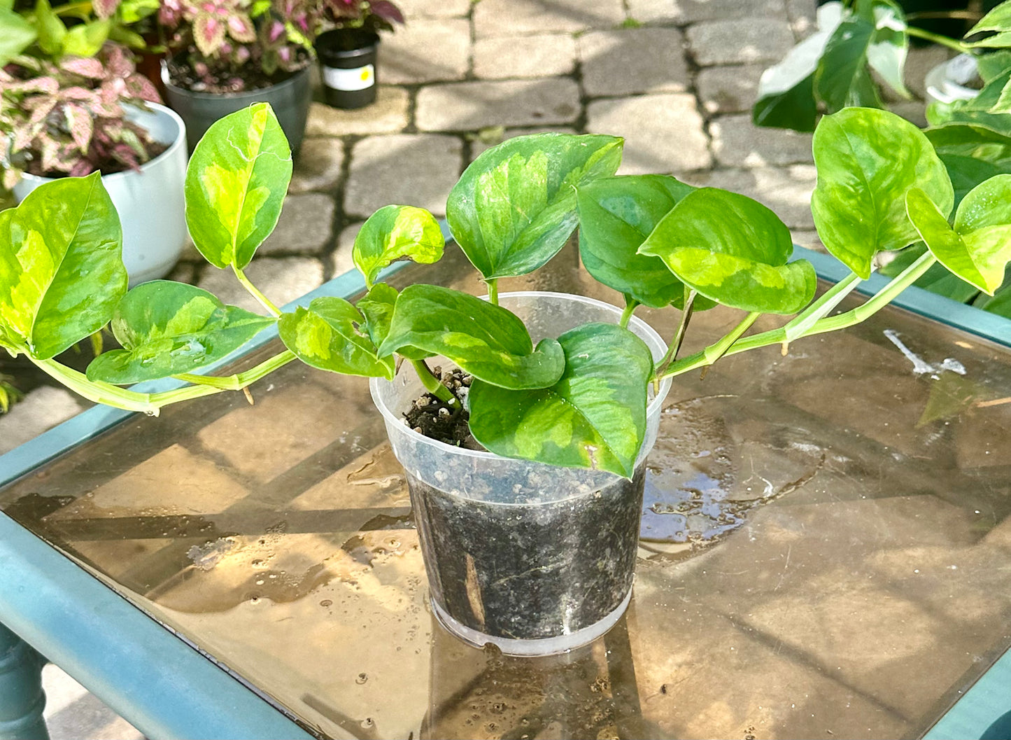 Global Green Pothos