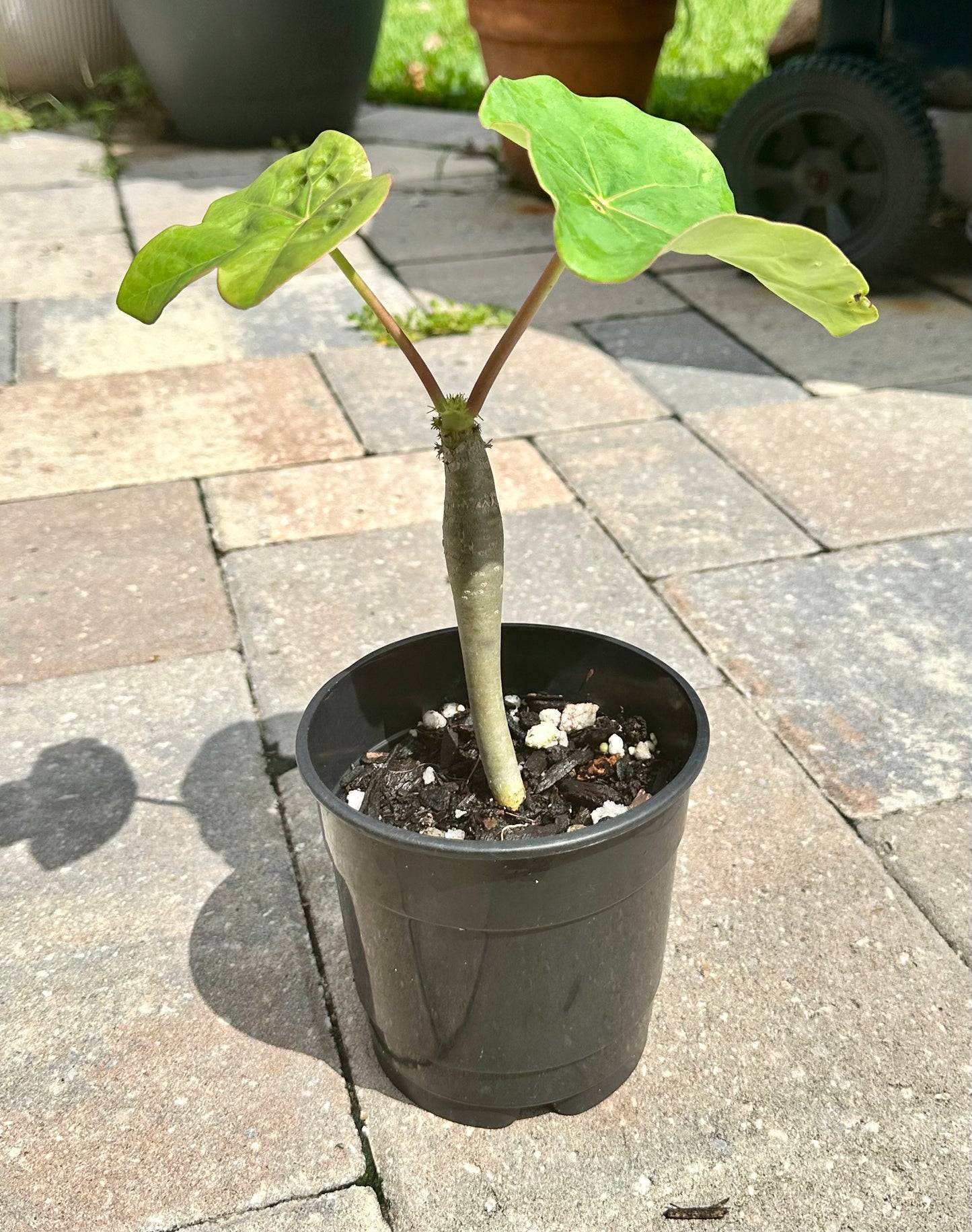 Jatropha Podagrica “Buddha Belly”