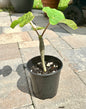 Jatropha Podagrica “Buddha Belly”