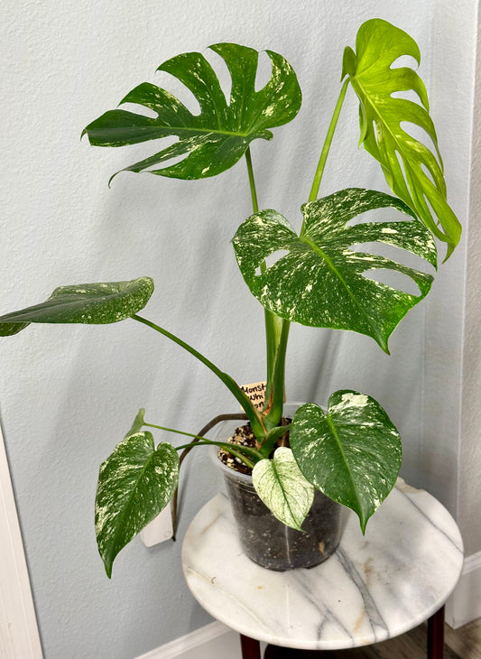 Monstera Deliciosa “White Monster”