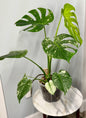 Monstera Deliciosa “White Monster”