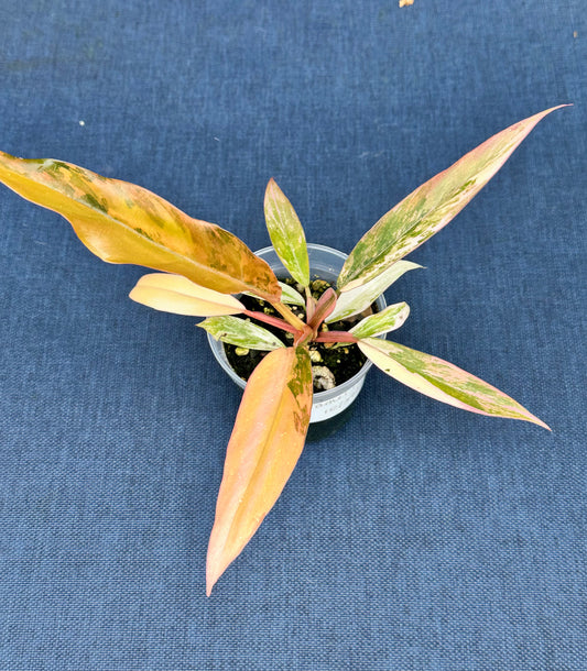 Philodendron Caramel Marble “Fire Tiger”