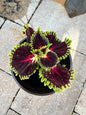 Coleus